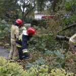 24.09.2021. Kielce. Zespół Szkół Elektrycznych. Strażacy usuwają kasztanowca / Kamil Król / Radio Kielce