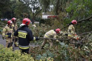 24.09.2021. Kielce. Zespół Szkół Elektrycznych. Strażacy usuwają kasztanowca / Kamil Król / Radio Kielce