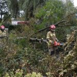 24.09.2021. Kielce. Zespół Szkół Elektrycznych. Strażacy usuwają kasztanowca / Kamil Król / Radio Kielce