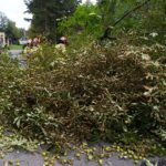 24.09.2021. Kielce. Zespół Szkół Elektrycznych. Strażacy usuwają kasztanowca / Kamil Król / Radio Kielce