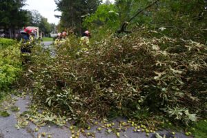 24.09.2021. Kielce. Zespół Szkół Elektrycznych. Strażacy usuwają kasztanowca / Kamil Król / Radio Kielce