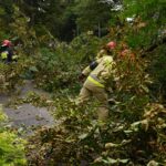 24.09.2021. Kielce. Zespół Szkół Elektrycznych. Strażacy usuwają kasztanowca / Kamil Król / Radio Kielce