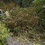 24.09.2021. Kielce. Zespół Szkół Elektrycznych. Strażacy usuwają kasztanowca / Kamil Król / Radio Kielce