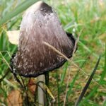 Czernidłak kołpakowaty / Beata Celebańska / Muzeum Historyczno-Archeologicznego