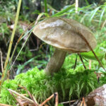 Grzybobranie / Robert Felczak / Radio Kielce