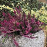 14.10.2019. Sandomierz. Wrzosy na sandomierskiej starówce / Grażyna Szlęzak-Wójcik / Radio Kielce