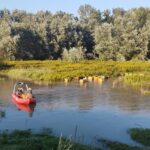 03.09.2021. Nowe w gminie Ożarów. Strażacy w akcji ratowania pszczół / KP PSP Opatów