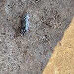 28.09.2021. Sadowie. Prace archeologiczne - cmentarzysko kultury amfor kulistych. Na zdjęciu: Krzemienne narzędzie w grobie / Wojciech Pasterkiewicz / Uniwersytet Rzeszowski