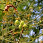 07.09.2021. Kielce. Szrotówek kasztanowcowiaczek niszczy kieleckie kasztanowce / Piotr Kwaśniewski / Radio Kielce