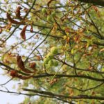 07.09.2021. Kielce. Szrotówek kasztanowcowiaczek niszczy kieleckie kasztanowce / Piotr Kwaśniewski / Radio Kielce