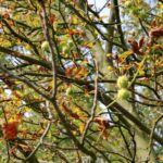 07.09.2021. Kielce. Szrotówek kasztanowcowiaczek niszczy kieleckie kasztanowce / Piotr Kwaśniewski / Radio Kielce