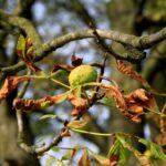 07.09.2021. Kielce. Szrotówek kasztanowcowiaczek niszczy kieleckie kasztanowce / Piotr Kwaśniewski / Radio Kielce