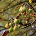 07.09.2021. Kielce. Szrotówek kasztanowcowiaczek niszczy kieleckie kasztanowce / Piotr Kwaśniewski / Radio Kielce