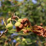 07.09.2021. Kielce. Szrotówek kasztanowcowiaczek niszczy kieleckie kasztanowce / Piotr Kwaśniewski / Radio Kielce