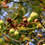 07.09.2021. Kielce. Szrotówek kasztanowcowiaczek niszczy kieleckie kasztanowce / Piotr Kwaśniewski / Radio Kielce