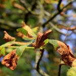 07.09.2021. Kielce. Szrotówek kasztanowcowiaczek niszczy kieleckie kasztanowce / Piotr Kwaśniewski / Radio Kielce