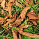 07.09.2021. Kielce. Szrotówek kasztanowcowiaczek niszczy kieleckie kasztanowce / Piotr Kwaśniewski / Radio Kielce