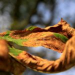 07.09.2021. Kielce. Szrotówek kasztanowcowiaczek niszczy kieleckie kasztanowce / Piotr Kwaśniewski / Radio Kielce