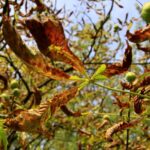 07.09.2021. Kielce. Szrotówek kasztanowcowiaczek niszczy kieleckie kasztanowce / Piotr Kwaśniewski / Radio Kielce