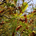 07.09.2021. Kielce. Szrotówek kasztanowcowiaczek niszczy kieleckie kasztanowce / Piotr Kwaśniewski / Radio Kielce