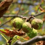 07.09.2021. Kielce. Szrotówek kasztanowcowiaczek niszczy kieleckie kasztanowce / Piotr Kwaśniewski / Radio Kielce