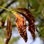 07.09.2021. Kielce. Szrotówek kasztanowcowiaczek niszczy kieleckie kasztanowce / Piotr Kwaśniewski / Radio Kielce