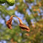 07.09.2021. Kielce. Szrotówek kasztanowcowiaczek niszczy kieleckie kasztanowce / Piotr Kwaśniewski / Radio Kielce