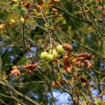 07.09.2021. Kielce. Szrotówek kasztanowcowiaczek niszczy kieleckie kasztanowce / Piotr Kwaśniewski / Radio Kielce