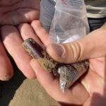 28.09.2021. Sadowie. Prace archeologiczne - cmentarzysko kultury amfor kulistych. Na zdjęciu: bursztynowy paciorek / Wojciech Pasterkiewicz / Uniwersytet Rzeszowski