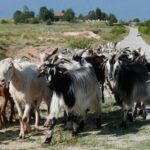 04.09.2021. Muzyczne Podróże. Bułgaria / Picasa / Danuta Rasała