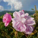 04.09.2021. Muzyczne Podróże. Bułgaria / Picasa / Danuta Rasała