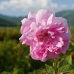 04.09.2021. Muzyczne Podróże. Bułgaria / Picasa / Danuta Rasała