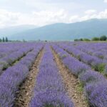 04.09.2021. Muzyczne Podróże. Bułgaria / Picasa / Danuta Rasała