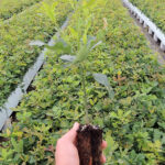 sadzonki drzew, sadzonka dębu, szkółka drzew / Nadleśnictwo Daleszyce