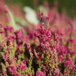 03.10.2020. Kielce. Jesień na wrzosowisku w Parku Botanicznym / Wiktor Taszłow / Radio Kielce