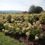 03.10.2020. Kielce. Jesień na wrzosowisku w Parku Botanicznym / Wiktor Taszłow / Radio Kielce