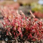 03.10.2020. Kielce. Jesień na wrzosowisku w Parku Botanicznym / Wiktor Taszłow / Radio Kielce