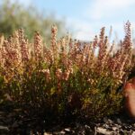 03.10.2020. Kielce. Jesień na wrzosowisku w Parku Botanicznym / Wiktor Taszłow / Radio Kielce