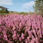 03.10.2020. Kielce. Jesień na wrzosowisku w Parku Botanicznym / Wiktor Taszłow / Radio Kielce