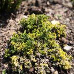 03.10.2020. Kielce. Jesień na wrzosowisku w Parku Botanicznym / Wiktor Taszłow / Radio Kielce