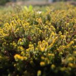 03.10.2020. Kielce. Jesień na wrzosowisku w Parku Botanicznym / Wiktor Taszłow / Radio Kielce