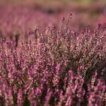 03.10.2020. Kielce. Jesień na wrzosowisku w Parku Botanicznym / Wiktor Taszłow / Radio Kielce