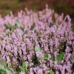 03.10.2020. Kielce. Jesień na wrzosowisku w Parku Botanicznym / Wiktor Taszłow / Radio Kielce