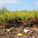 03.10.2020. Kielce. Jesień na wrzosowisku w Parku Botanicznym / Wiktor Taszłow / Radio Kielce