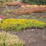 03.10.2020. Kielce. Jesień na wrzosowisku w Parku Botanicznym / Wiktor Taszłow / Radio Kielce