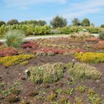 03.10.2020. Kielce. Jesień na wrzosowisku w Parku Botanicznym / Wiktor Taszłow / Radio Kielce