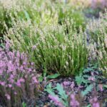 03.10.2020. Kielce. Jesień na wrzosowisku w Parku Botanicznym / Wiktor Taszłow / Radio Kielce