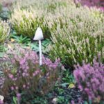 03.10.2020. Kielce. Jesień na wrzosowisku w Parku Botanicznym / Wiktor Taszłow / Radio Kielce