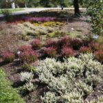 03.10.2020. Kielce. Jesień na wrzosowisku w Parku Botanicznym / Wiktor Taszłow / Radio Kielce