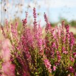 Fot. Wiktor Taszłow - Radio Kielce